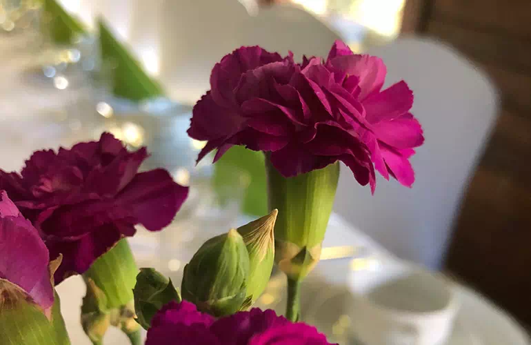 fioletowy kwiat